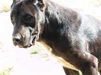 cane corso nero